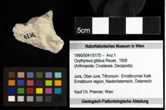Foto (Objekt + Etiketten) von Oxythyreus gibbus (Reuss, 1858) 